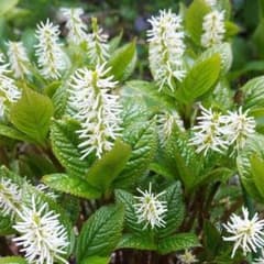 ❤ヒトリシズカ❤　根付き苗　山野草　観葉植物　植物　多肉植物のサムネイル