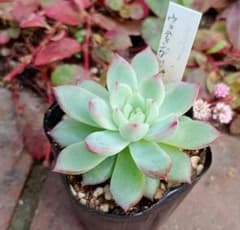 ウェディングベル おらいさんミックスベリア - メルカリ