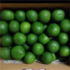 徳島県神山産の無農薬すだち約1.2キロのサムネイル