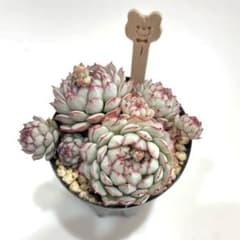 多肉植物　小紅船　①のサムネイル