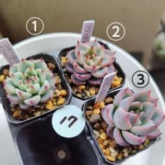 ⑰多肉植物 実生 小苗3苗 - メルカリ