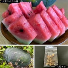 大玉スイカの種【2026年採取】10粒＋αのサムネイル