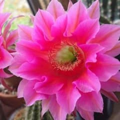 サボテン  花のサムネイル