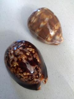 m74101432001_1.jpg?1764996339