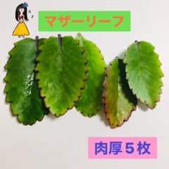 マザーリーフ　肉厚　多肉植物　5枚のサムネイル