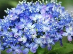 あじさい三河千鳥　挿し穂3本のサムネイル