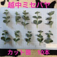 越中ミセバヤ カット苗 10本 多肉植物 日本固有種 - メルカリ
