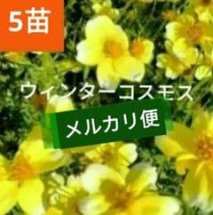 ウィンターコスモス　まばらな不揃い　抜き苗　5苗 メルカリ便☘️ウィンターコスモス☘️まばら 抜き苗❤❤ - メルカリ