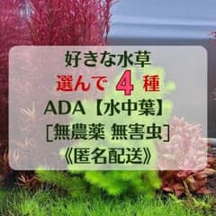 ADA水草【水中葉】★好きなの選んで4種★　[無農薬 無害虫]のサムネイル