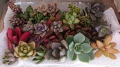 多肉カット苗寄せ植えのサムネイル