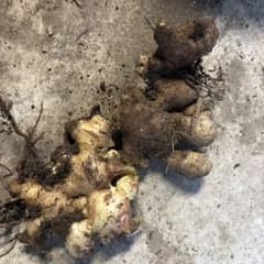 自家栽培 収穫したて 、冷蔵庫保存、生姜 根生姜　2キロのサムネイル