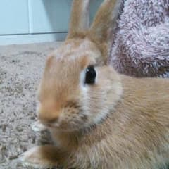 hrai専用のサムネイル