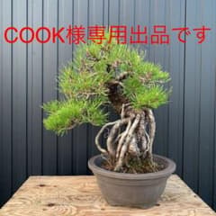 黒松　盆栽　根上　模様木のサムネイル