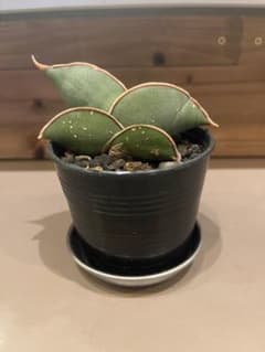 サンスベリバナナのサムネイル