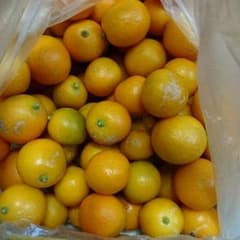 無農薬 きんかんのサムネイル