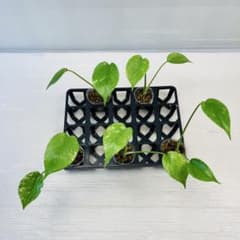 あ*ー様 MS211 モンステラ・ミント・バリエガータ 5株セット MS616 5株セット モンステラ ミント バリエガータ - メルカリ