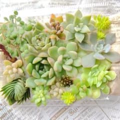 多肉植物 カット苗 詰め合わせセット☆のサムネイル