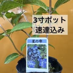 ヤマアジサイ　星の雫③のサムネイル