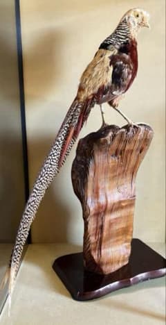 ガラスケース付き 錦鶏鳥 キンケイチョウ 剥製 - メルカリ