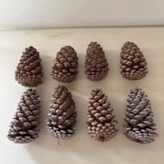 巨大松ぼっくり 8個 - メルカリ