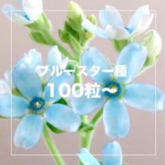 ブルースターの種100粒のサムネイル