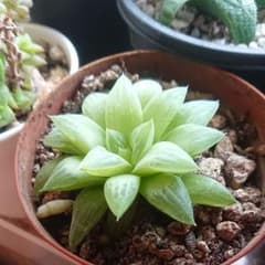 ころん様専用 多肉植物 ハオルチア 花鏡のサムネイル