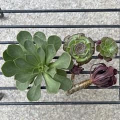 多肉植物 アエオニウム カット苗セット ◎メルカリ便◎ - メルカリ