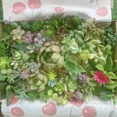 ☆多肉植物　セダムカット苗詰め合わせ - 5