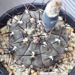 【種子30粒】エスペランザエCH1417 白粉ギムノ ギムノカリキウム サボテンのサムネイル