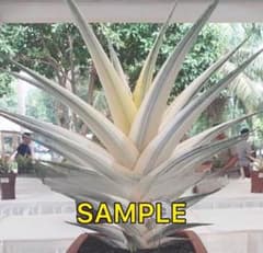 S11342☆オークション販売☆ サンスベリア スノーホワイト 極上株