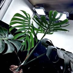 モンステラデリシオーサマクロコズム超希少系統鉢植え80㎝ - メルカリ