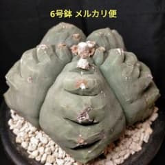 アストロフィツム 亀甲鸞鳳玉 6号鉢 特選 ランポー玉 兜 般若 大鳳玉 群鳳玉 アストロフィツム 亀甲碧瑠璃鸞鳳玉 中大株 ランポー玉 兜 般若 大鳳玉