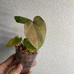 あ*様 Anthurium AOS✖️RVDP斑入り - メルカリ