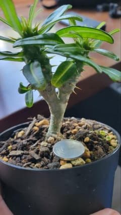 パキポディウム　アンボンゲンセ　2頭 パキポディウム アンボンゲンセ 2頭 - メルカリ