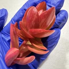 多肉植物　りんご火祭り　大きめカットのサムネイル