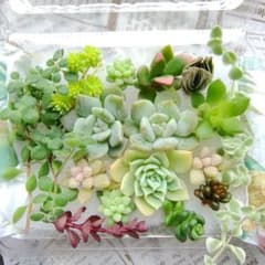 多肉植物 カット苗 詰め合わせセット☆のサムネイル
