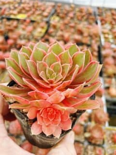 黑魔錦 2 斑入り 多肉植物 アエオニウム 抜き苗 - メルカリ
