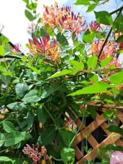 Climbing plant seedlings with orange and pink flowers