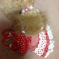 いちごの服(みるきー様専用)のサムネイル