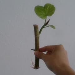 ウンベラータ 挿し木のサムネイル