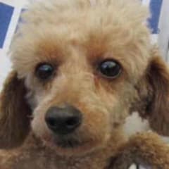 夏木（プロフィール必読）様専用のサムネイル