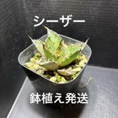 GW数量限定 アガベ チタノタ シーザー① 安心の発根済 鉢植え発送