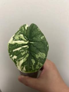 アロカシア メロアルボバリエガータ - メルカリ