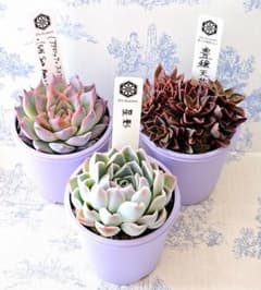 豊穣天女他3点セット札付きポットごとメルカリ便オーズプランツさん苗