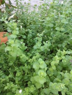 アップルミント 苗 庭植え ハーブのサムネイル
