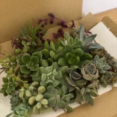 多肉植物 多肉弁当 寄せ植え 詰め合わせ 寄せ植えセット カット苗