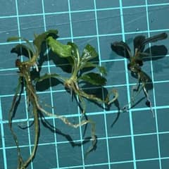 3株セット Bucephalandra ブセファランドラ 水草 水上株 - メルカリ