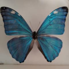 蝶標本 昆虫標本 外国産蝶標本 マルクスモルフォ - メルカリ