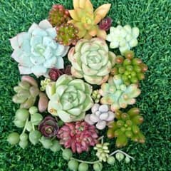 多肉植物 ②カット苗 セット 詰め合わせのサムネイル
