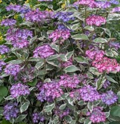 斑入りヤマアジサイ※カラーリーフ ※ ネコポス発送のサムネイル